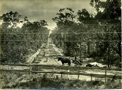 Hare Street, Glenbrook | by Blue Mountains Local Studies